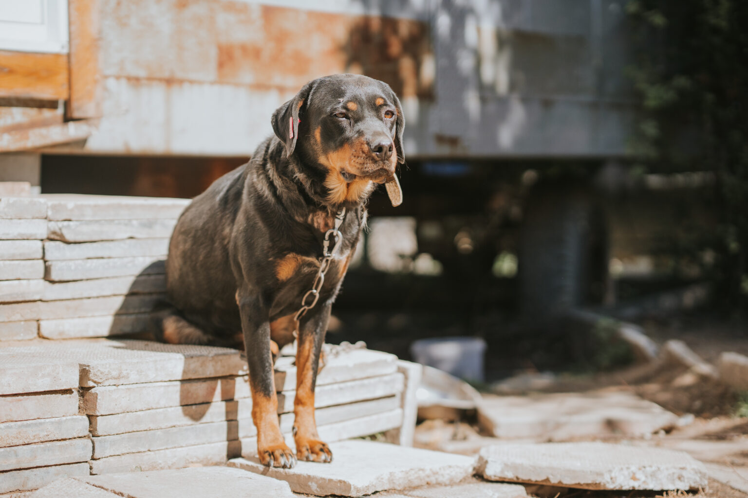 Adoption Eines Hundes Aus Dem Ausland Das Ist Der Ablauf