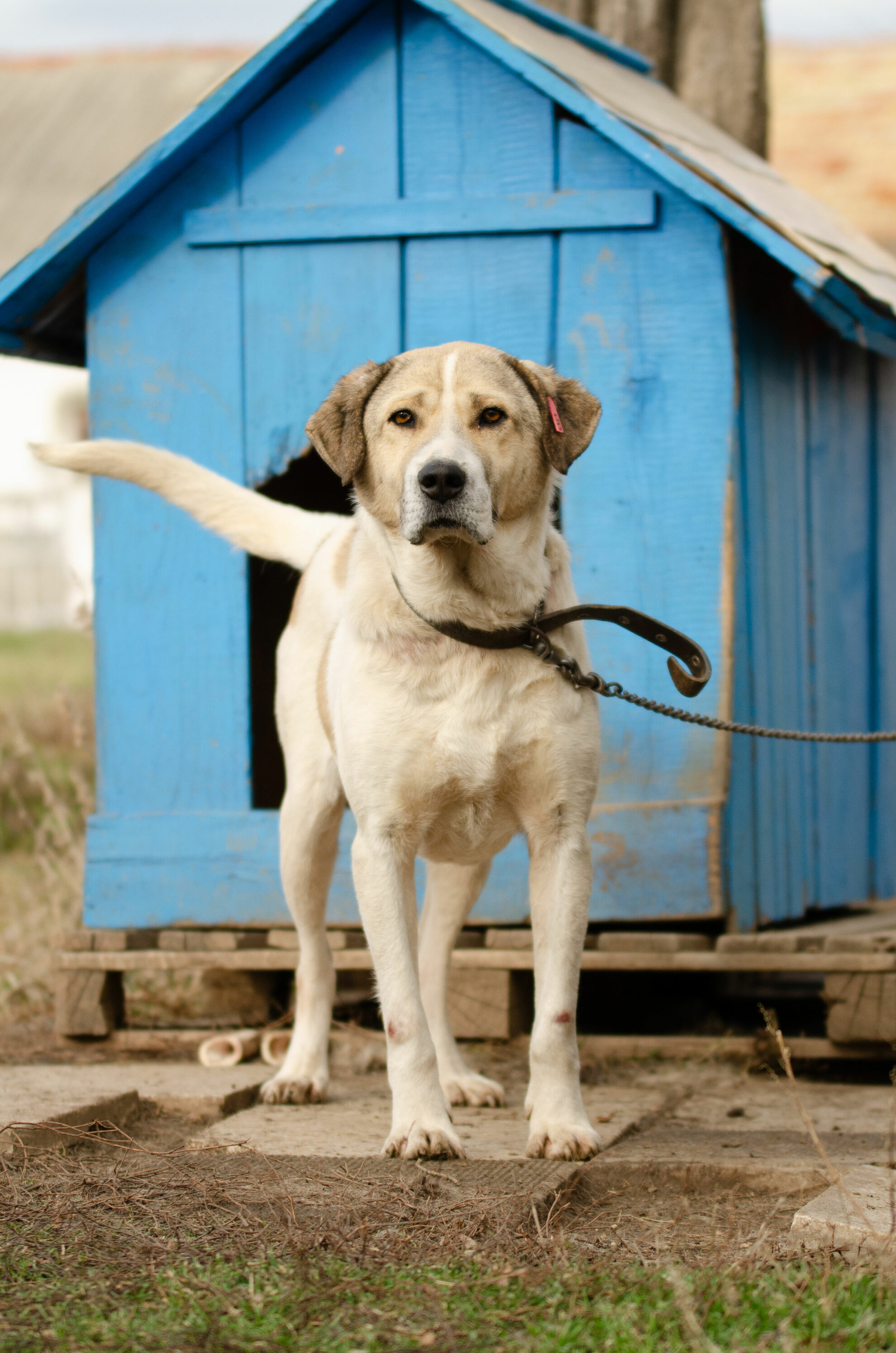 Erwachsenen Hund Aus Dem Tierschutz Adoptieren! 🐶