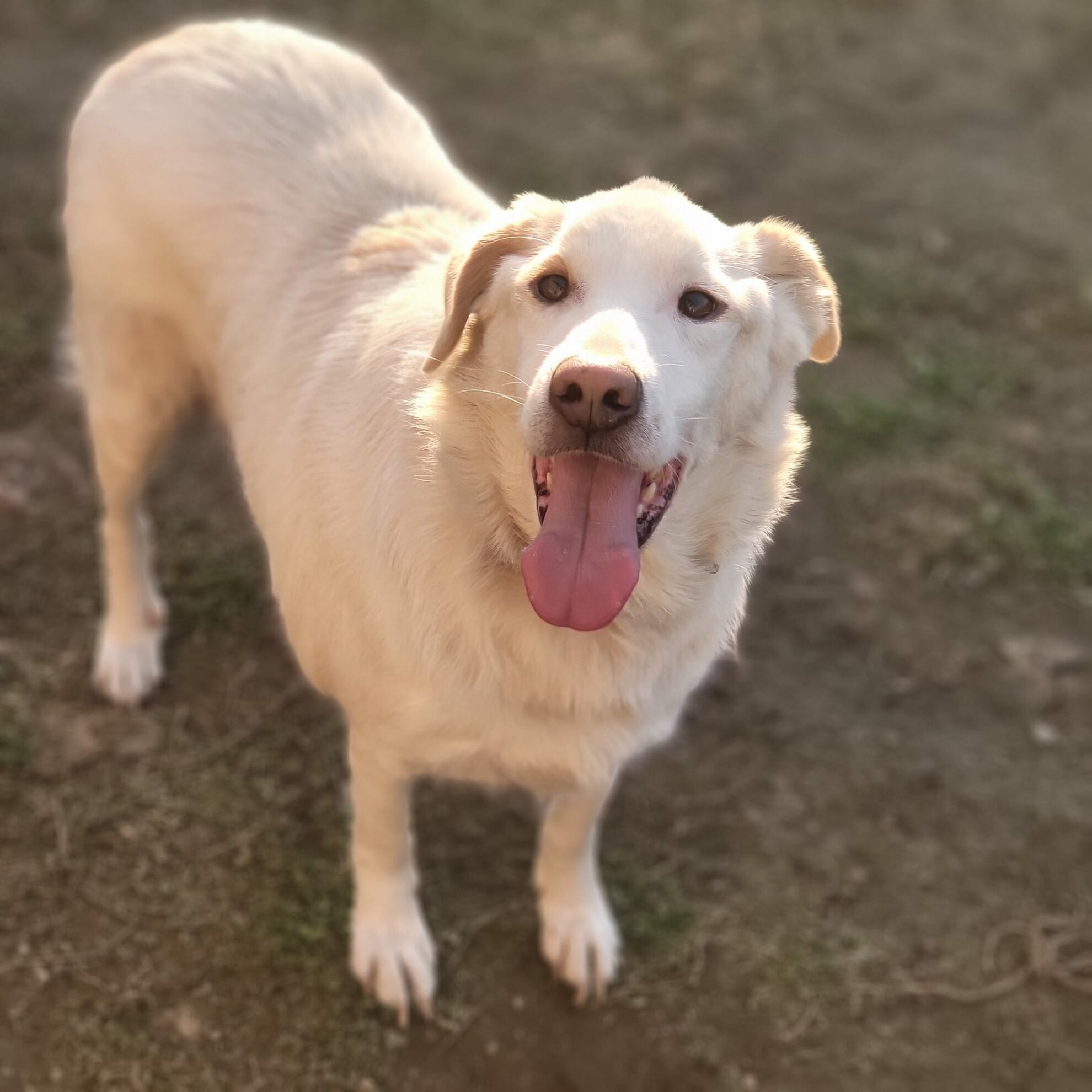 Erwachsenen Hund Aus Dem Tierschutz Adoptieren! 🐶